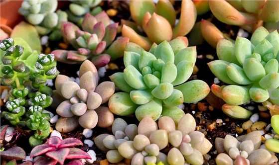 此篇文章有關于室內(nèi)空氣凈化治理，植物除甲醛到底有沒有可能，吸收治理甲醛的含量有多少？